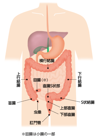 大腸の位置と大腸の区分