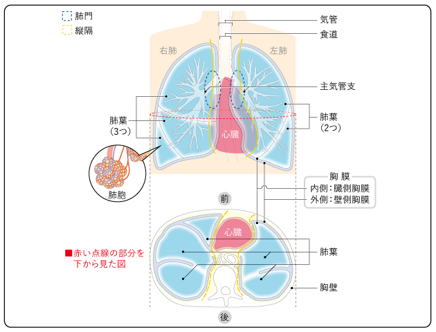 肺の構造